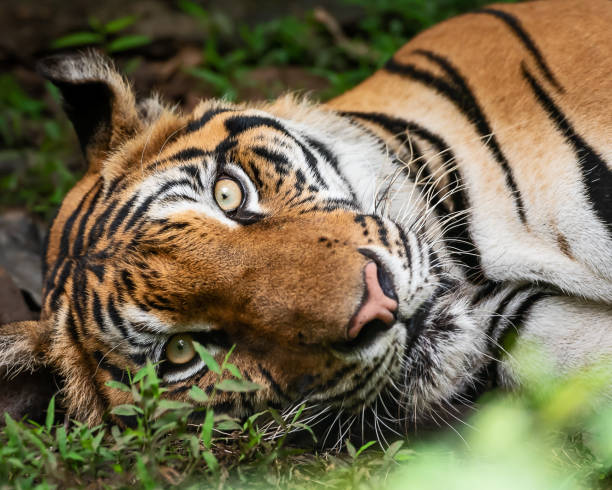 istock Portrait of tiger. 1029573318