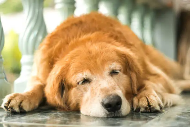 Old Golden retriever dog was sleeping in the house