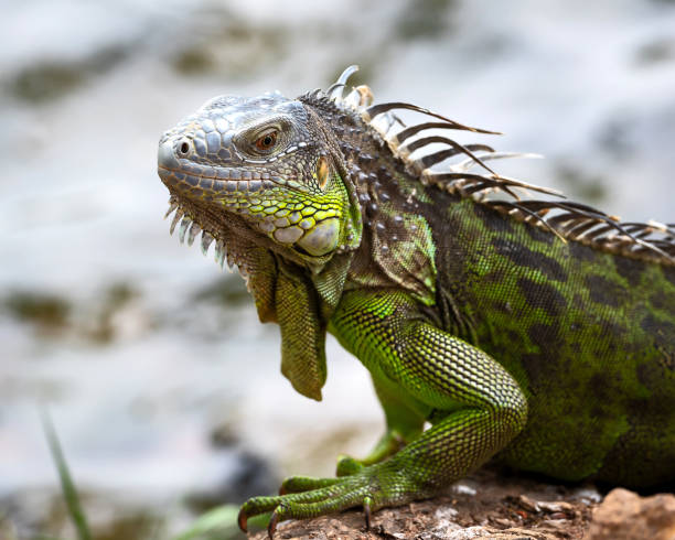 istock Costa Rica Tortuguero Iguana. 1029577646
