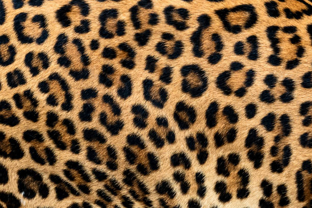 istock Detail skin of leopard. 1029577770