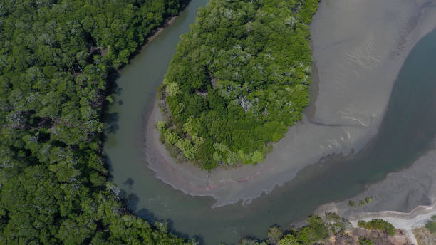 istock Mangroves in the Pacific of Panama 1029580052