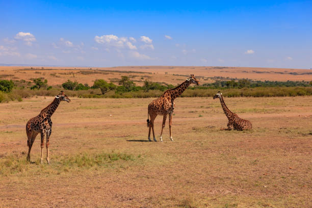 kenya, africa orientale - alcune giraffe nella riserva nazionale di masai mara nella grande rift valley alla luce del sole del mattino; cieli azzurri incontrano la mara all'orizzonte lontano - masai giraffe foto e immagini stock