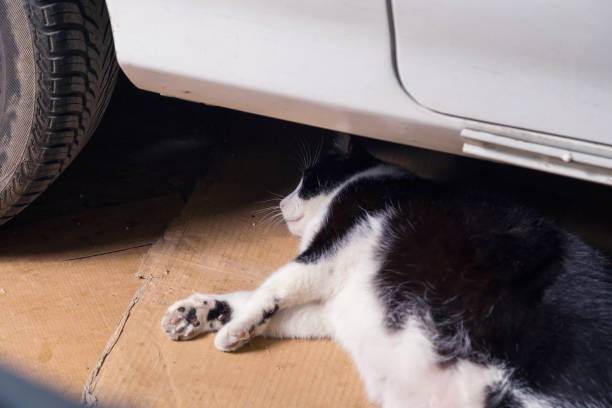 istock Resting cat, lying on cardboards behind a car, surprised. 1029587100
