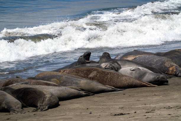 istock Elephant Seals on the California Coast 1029591686