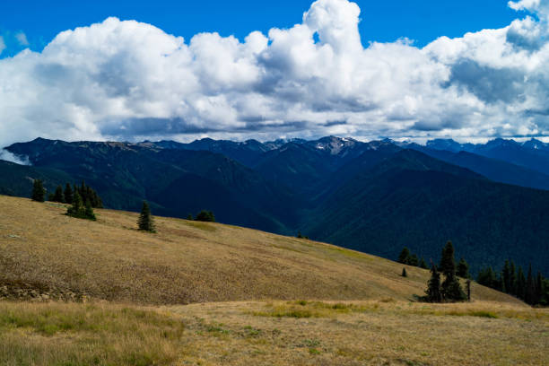 istock Hurricane Ridge in Washington state on the Olympic Peninsula 1029594258