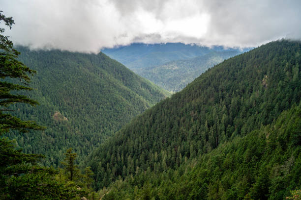 istock Washington forests in the Olympic National 1029594296