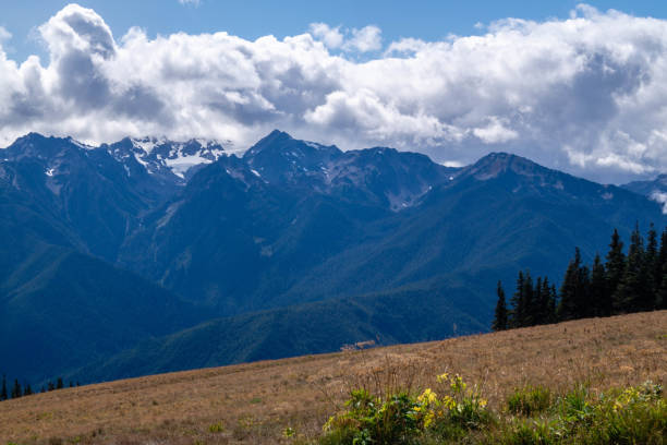 istock Hurricane Ridge in Washington state on the Olympic Peninsula 1029594518