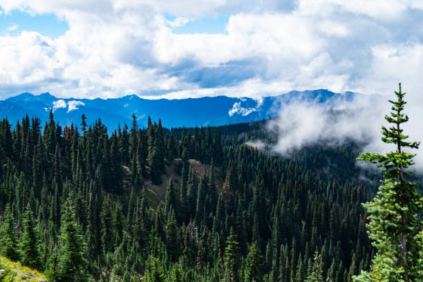istock Forest with clouds on Hurricane Ridge in the Olympic National Park 1029596806
