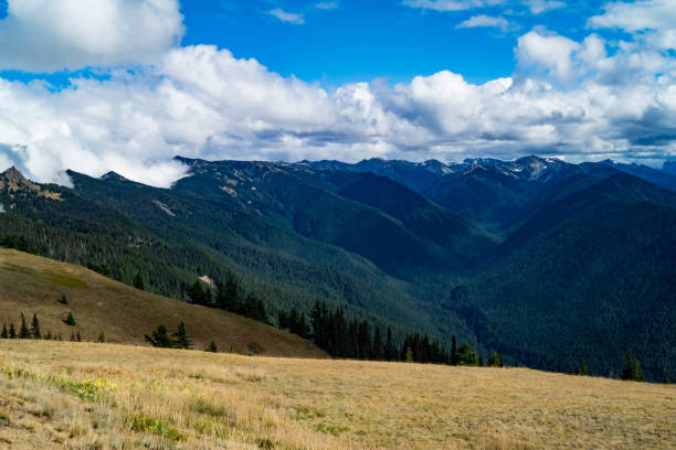 istock Hurricane Ridge inside the Olympic National Park 1029597004