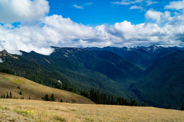 istock Hurricane Ridge inside the Olympic National Park 1029597010