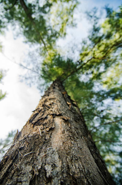 istock lower angle shot, under the trunk of sea oak tree (Casuarina equisetifolia) park 1029599540