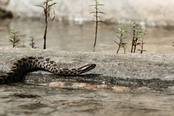 Eastern Massasauga rattle snake basking in Ontario el massasauga es una cerveza de malto-bodied serpiente de cascabel, generalmente cerca de 50 a 70 centímetros de largo. es serpiente venenosa sólo de ontario, aunque sólo morderá en legítima defensa si es amenazado o acosado. (sistrurus catenatus)
