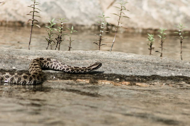 Eastern Massasauga rattle snake basking in Ontario el massasauga es una cerveza de malto-bodied serpiente de cascabel, generalmente cerca de 50 a 70 centímetros de largo. es serpiente venenosa sólo de ontario, aunque sólo morderá en legítima defensa si es amenazado o acosado. (sistrurus catenatus)