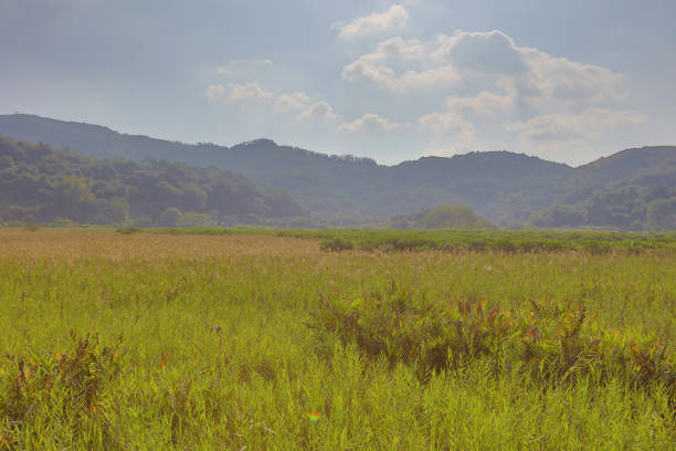 the Plover Cove Country Park  LUK KENG