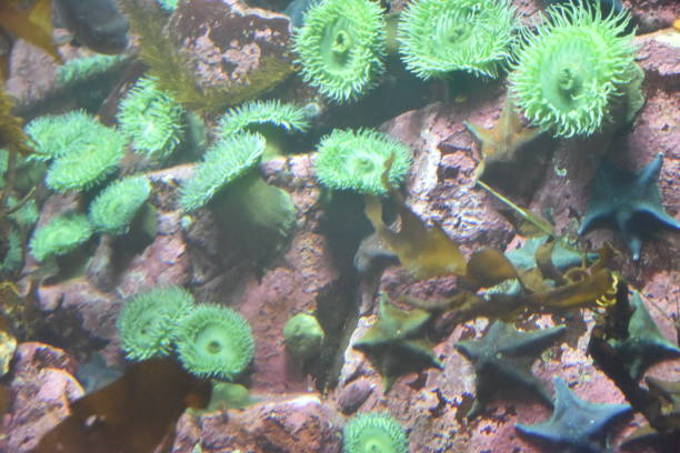 istock Green Sea anemones and starfish backdrop 1029630096