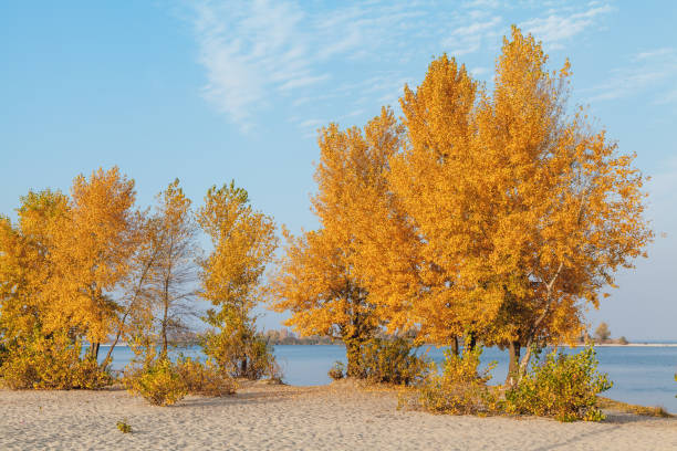 istock Golden trees on sandy beach 1029634872
