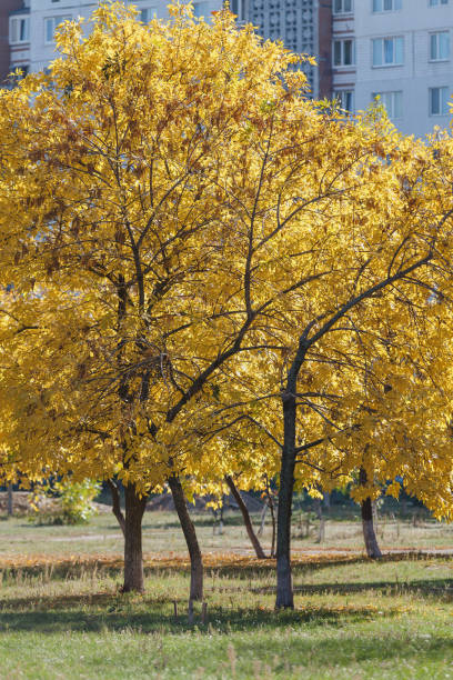 istock Beautiful tree with yellow leaves 1029634964