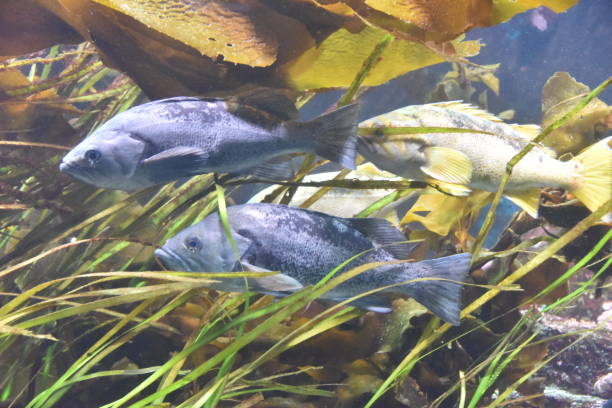 istock Rockfish among sea grass and kelp 1029635432
