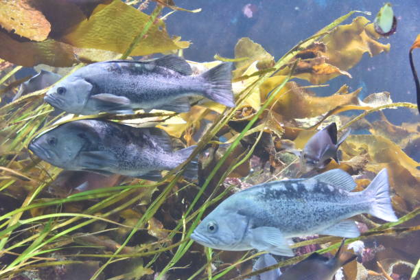 istock Pacific Rockfish among sea grass 1029635490