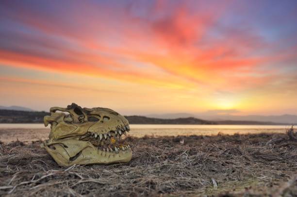 Sunset Dinosaur skull georgia tornado stock pictures, royalty-free photos & images
