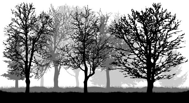 ilustraciones, imágenes clip art, dibujos animados e iconos de stock de silueta de árboles desnudos. otoño parque (bosque), vector - tree bare tree silhouette oak