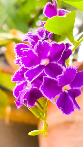 istock Purple Beauty 1029640410