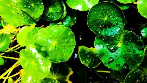 Water Pennywort leaves after the rain. Raindrops on leaves. Dense color.  High contrast.