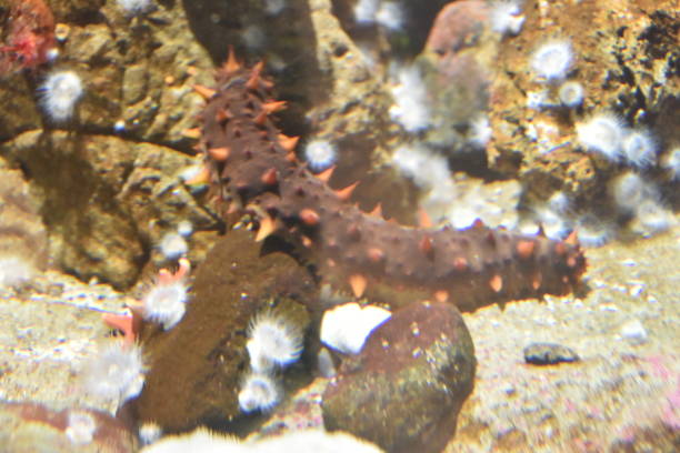 Spiky sea cucumber close-up