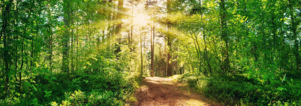 istock pine and fir forest view in summer 1029640698