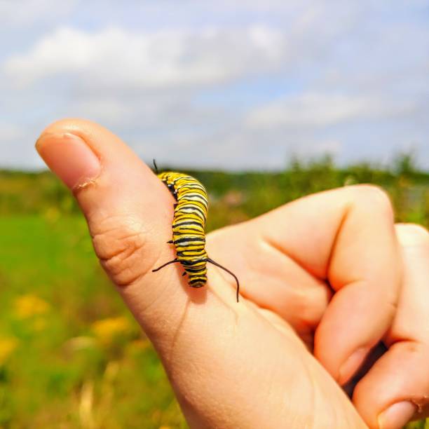 istock Thumbs up to Saving the Monarchs! 1029642812