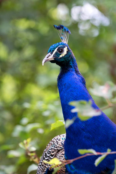 istock Peacock in the wild, a portrait 1029645840