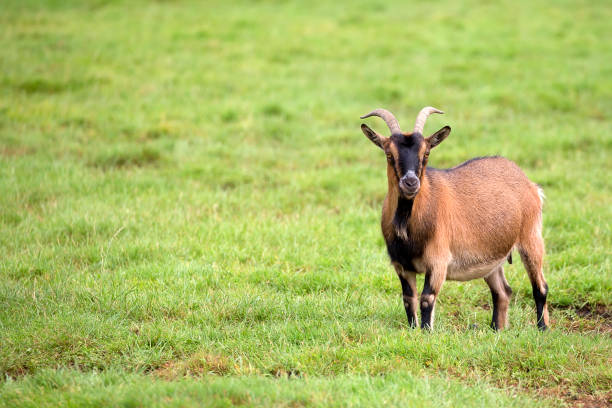 istock Goat in a clearing 1029645860