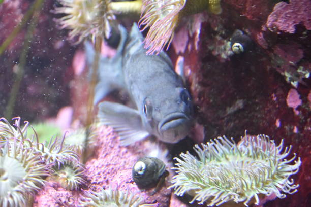 pescado de roca y un caracol - rockfish fotografías e imágenes de stock