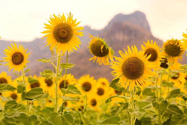 istock Sunflower field full bloom condition 1029657450