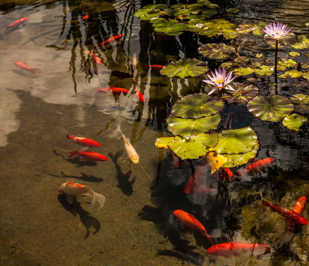 istock Fishes and flowers 1029669096