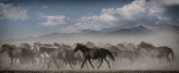 istock A lot of horses on lowland 1029675152