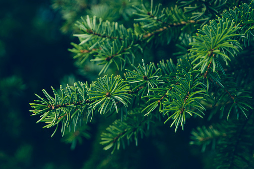 pine hojas de photo