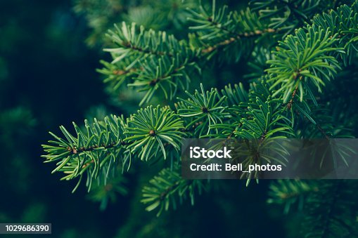 istock pine leaves 1029686390
