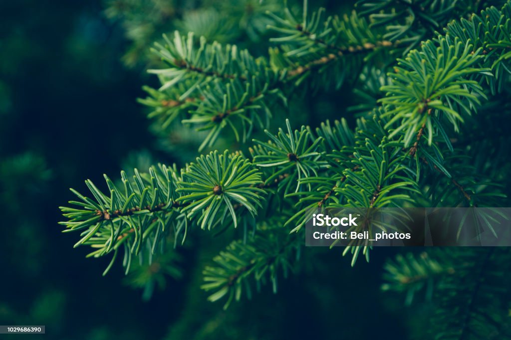 pine leaves Natural background. Christmas Tree Stock Photo