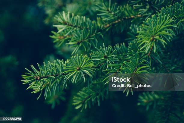 Pine Leaves Stock Photo - Download Image Now - Christmas Tree, Fir Tree, Evergreen Tree