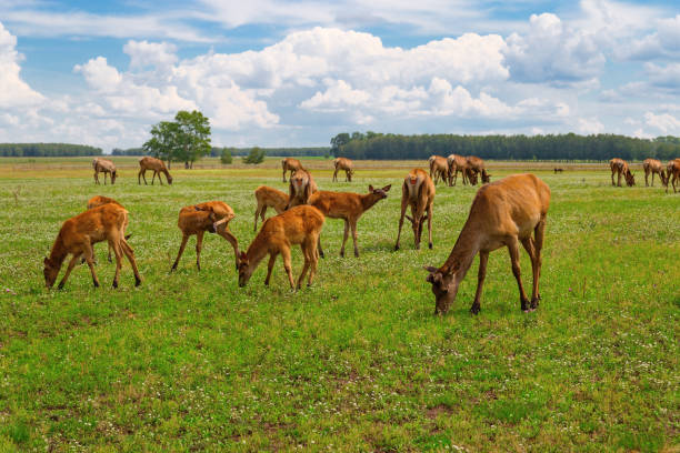 manada de ciervos pastando en el prado verde. - ciervo rojizo fotos fotografías e imágenes de stock