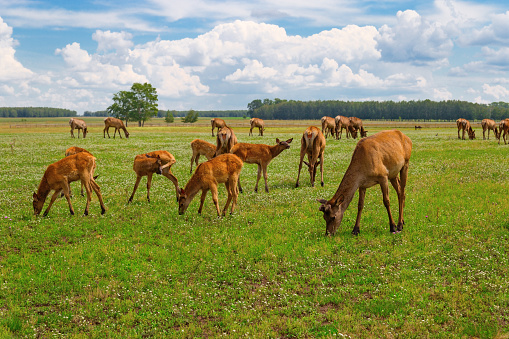 Herd of deer grazing on green meadow. Wild animals in nature. Deer chewing grass