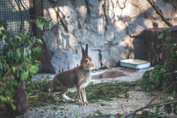 istock Gray hare is eating leaves on a farm 1029703930