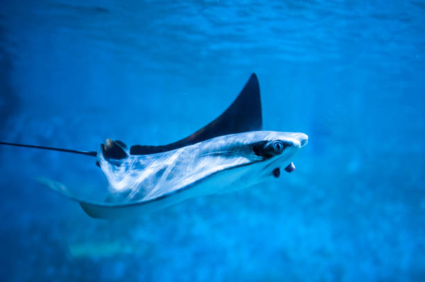 istock Cramp-fish in blue water. Stingray swimming underwater 1029704220