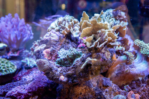 istock Underwater coral reef landscape background in the deep lilac ocean 1029704280