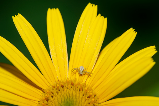 a juvenile specimen of crab spider - Misumena vatia - sitting on a yellow blossom an lurking for prey