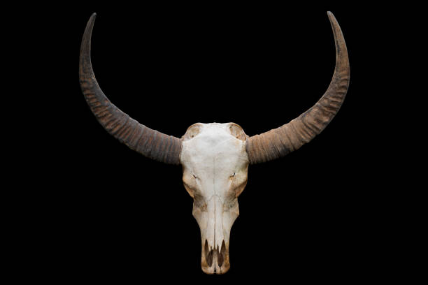 istock bull skull with horns on a black background 1029707298