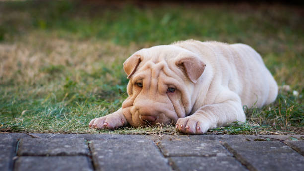 Shar pei puppy dog lying in the grass. Cute dog mini shar pei puppies stock pictures, royalty-free photos & images