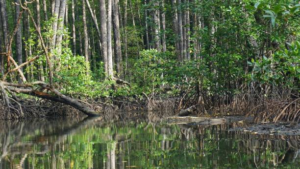 istock Mangrove tour, Puerto Princesa, Palawan, The Philippines 1029708270
