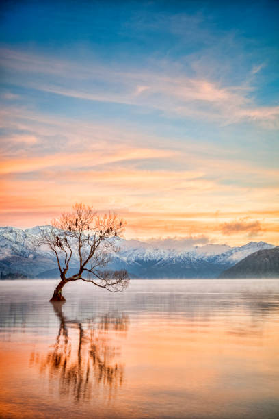 レイク ・ ワナカ ・ オタゴ ニュージーランド - tranquil scene tree sunset snow ストックフォトと画像